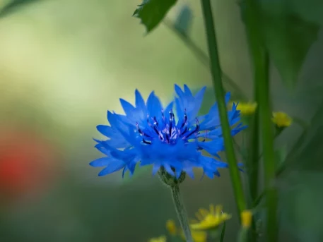 Close-up of a blue flower, representing self-growth and emotional well-being in integrative counselling with Victoria Prieto