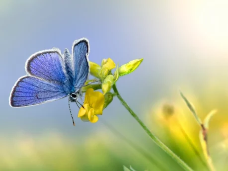 Butterfly resting on a flower, symbolizing personal transformation and growth through integrative counselling with Victoria Prieto